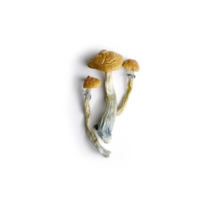 Hillbilly Cubensis