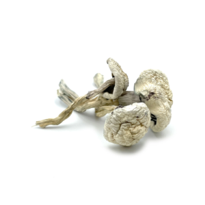 Albino Goldies