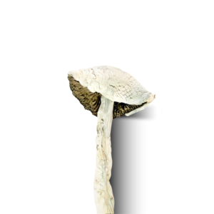 Albino teacher