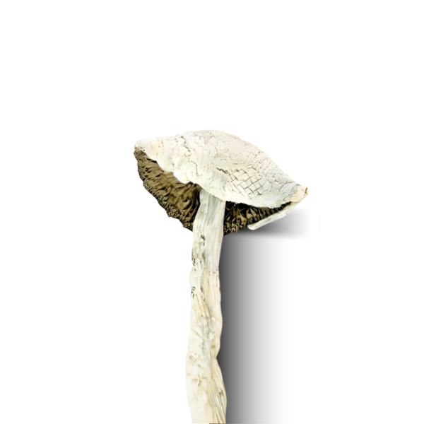 Albino teacher