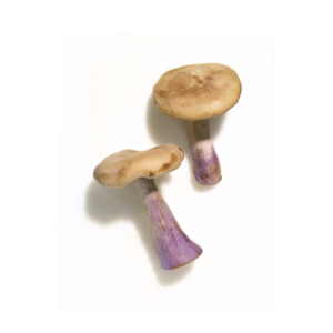 Blue Foot Mushroom