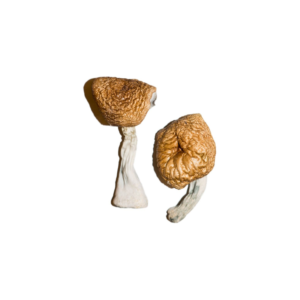 Burma cubensis