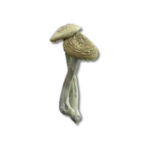 Flying Saucer Azurscens