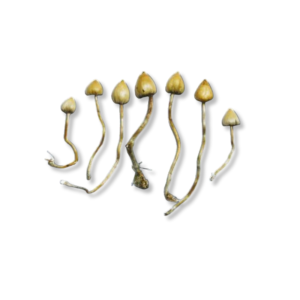 Liberty Caps