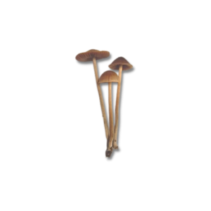 Psilocybe Tampanensis