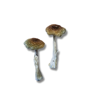 Teonanacatl Pajaritos