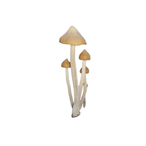 Zapotecorum
