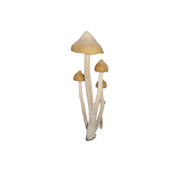 Zapotecorum