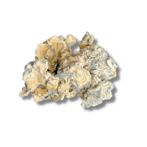 Enigma Cubensis